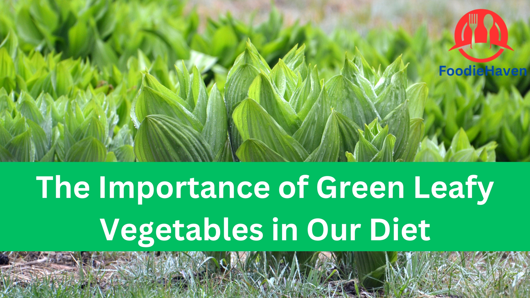 The Importance of Green Leafy Vegetables in Our Diet